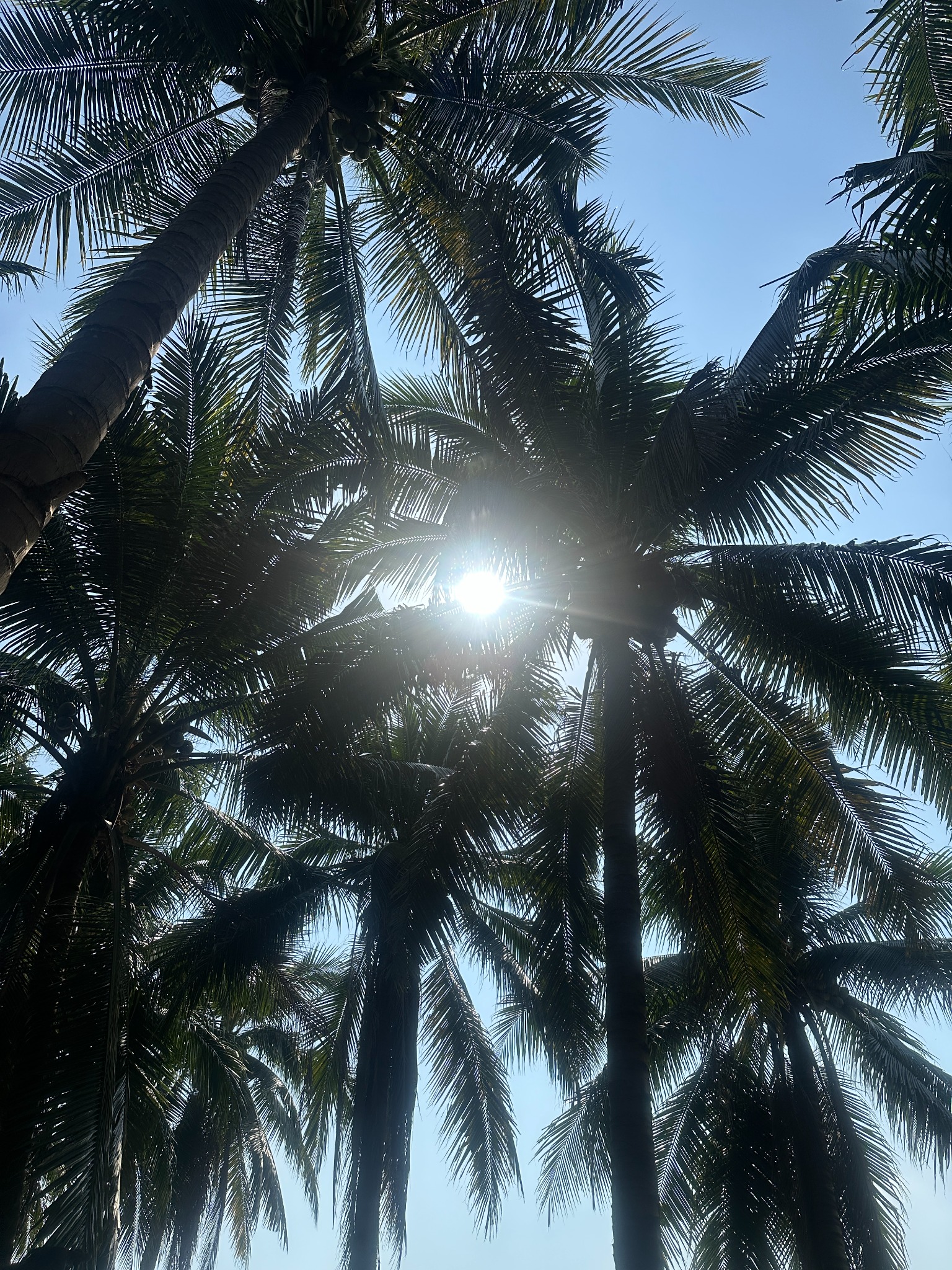 Coconut palms at our family farm in Ratchaburi